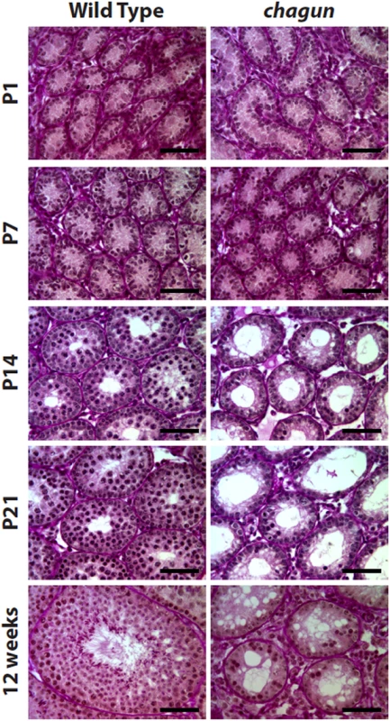 <i>Poc1a</i><sup>cha/cha</sup> males exhibit progressive germ cell loss.