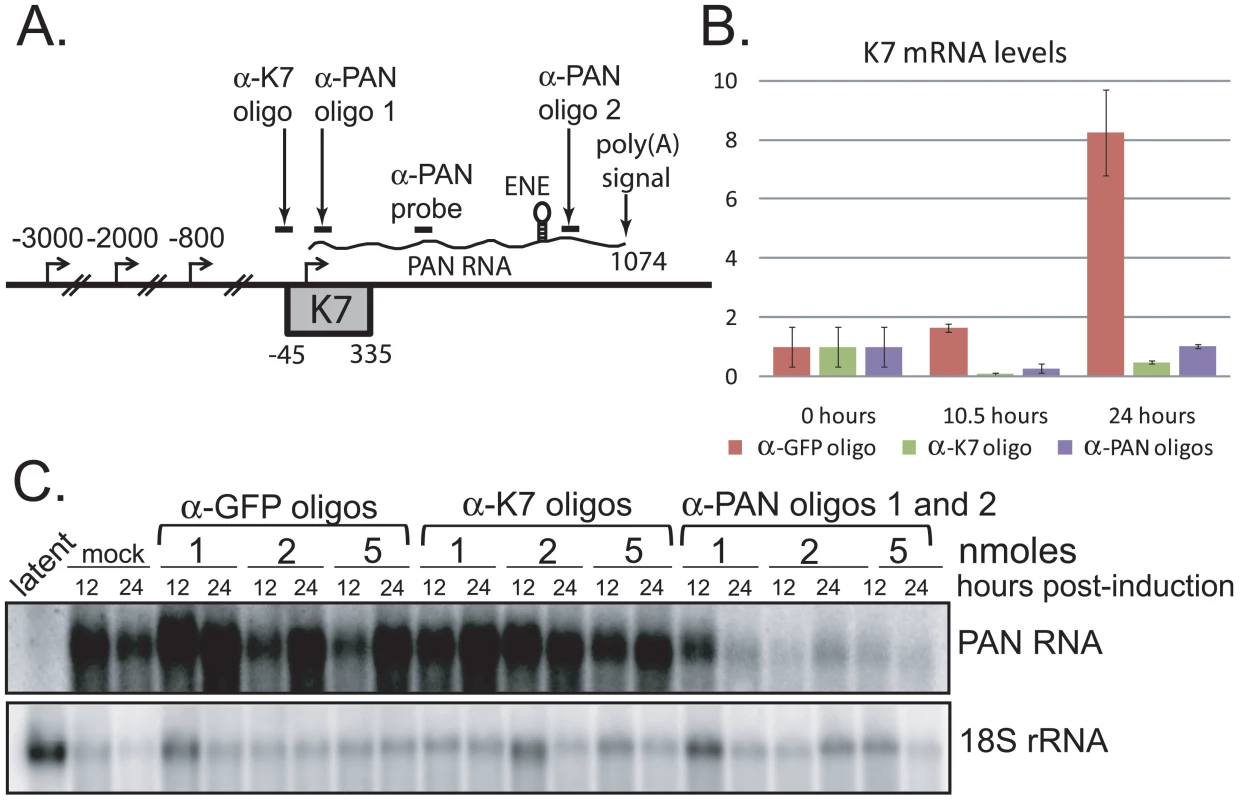 PAN RNA and K7 mRNA levels are reduced by transfection of RNase H-targeting oligonucleotides.