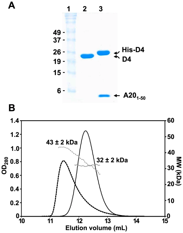 Oligomeric state of D4 and His-D4/A20<sub>1–50</sub>.