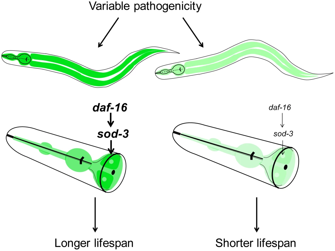 Model for lifespan variability in <i>C. elegans</i>.
