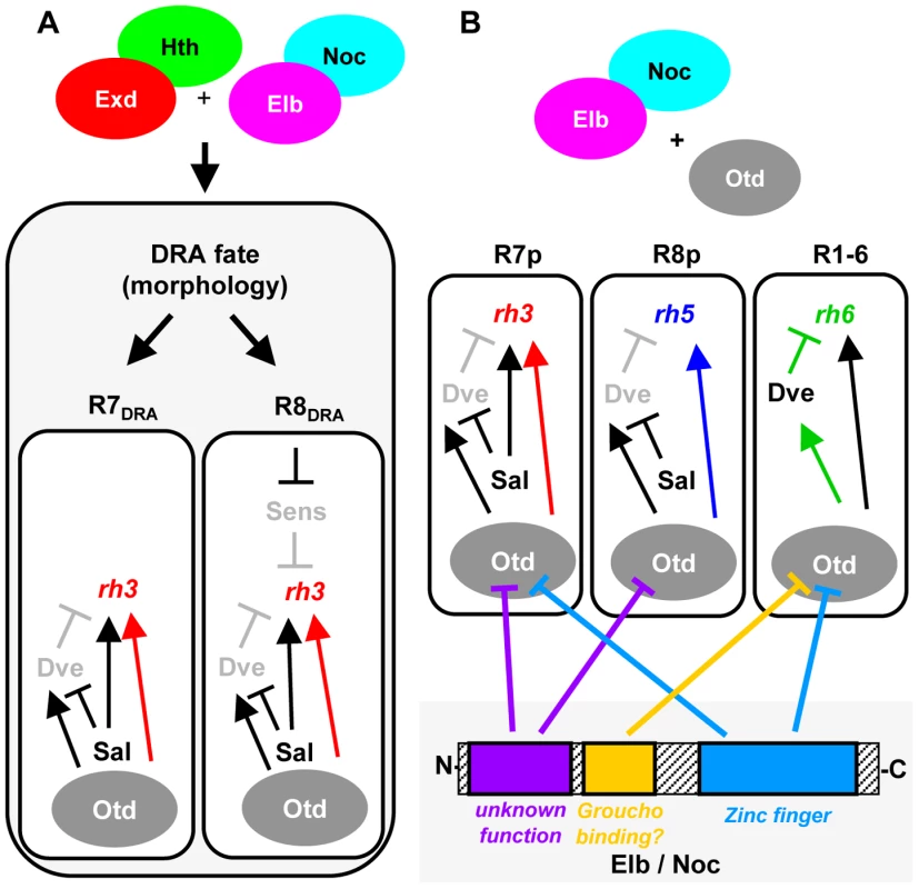 Model summarizing the roles of Elb/Noc action in photoreceptor cell fate specification.