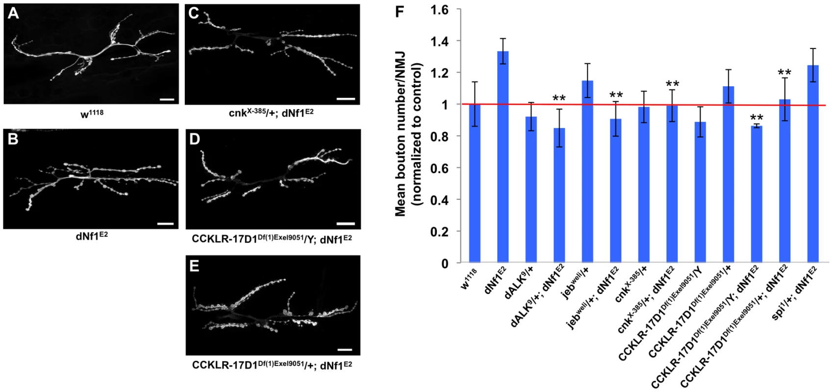Several <i>dNf1</i> pupal size defect suppressors also suppress a NMJ synaptic overgrowth phenotype.