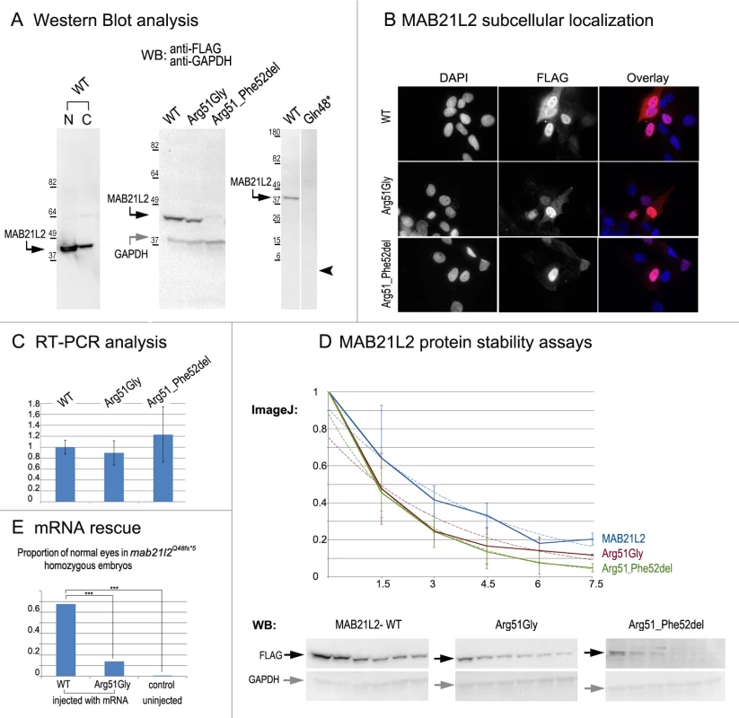 MAB21L2 wild-type and mutant protein studies.
