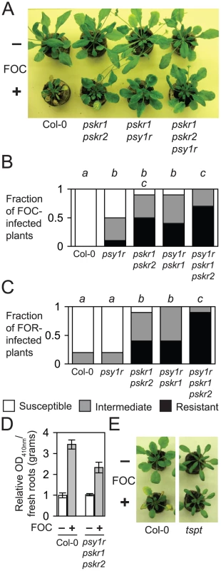 PSY1 and PSK promotes susceptibility to Fusarium wilt.