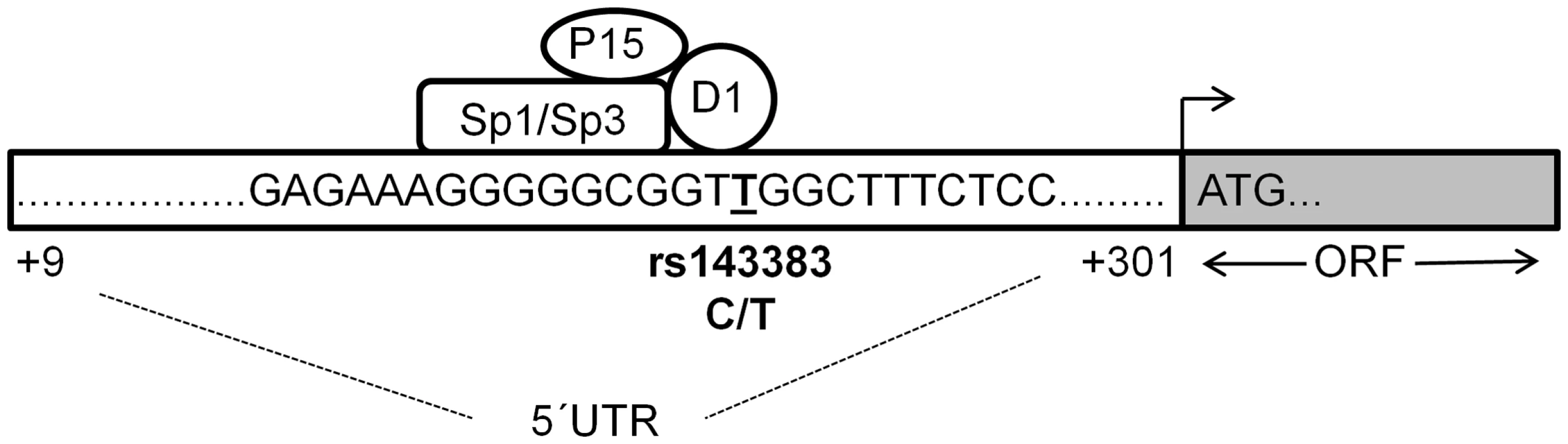 Proposed binding model of the four<i>trans</i>-acting factors to rs143383.