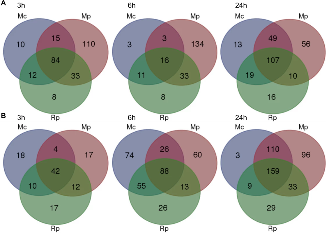 Overlap of <i>Arabidopsis</i> differentially expressed genes across different aphid interactions.