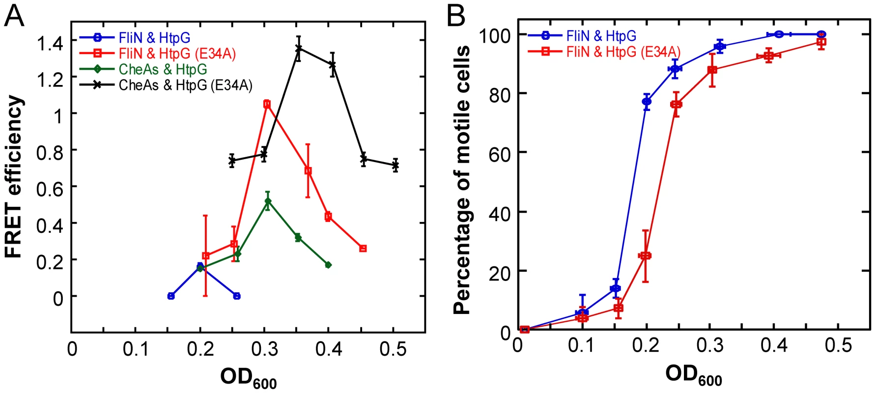 Growth-stage-dependent interaction of HtpG with FliN and CheA.