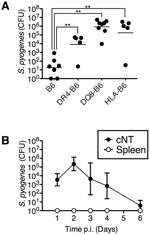MHC-II is an important determinant of <i>S. pyogenes</i> nasopharyngeal infection in mice.