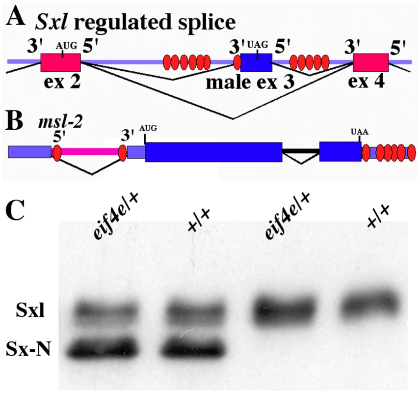 Sx-N protein can repress the translation of endogenous <i>Sxl-Pm</i> mRNAs in an <i>eif4e</i> mutant background.