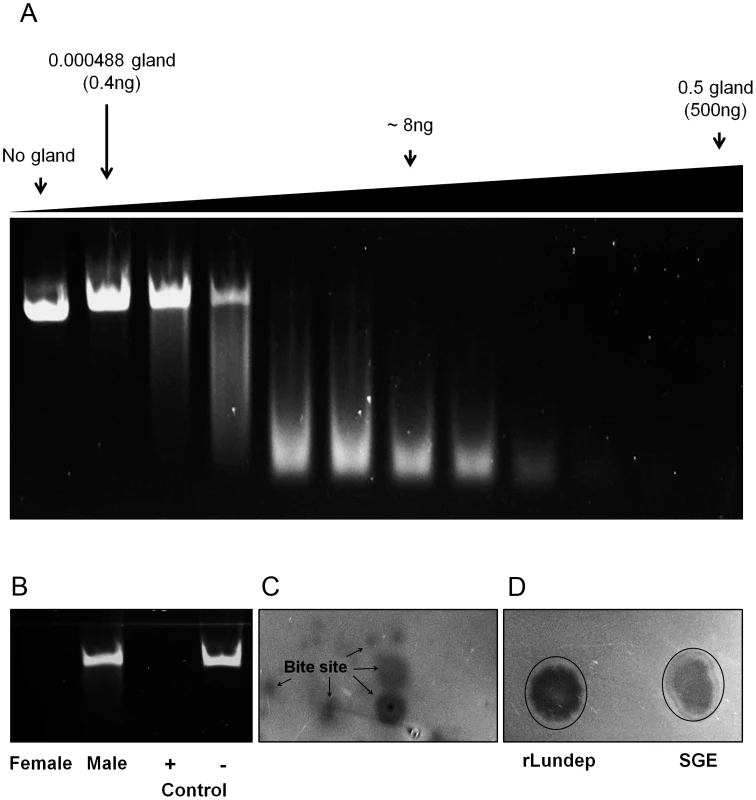 DNase activity in <i>Lutzomyia longipalpis</i> salivary gland extract (SGE) and recombinant Lundep (rLundep).