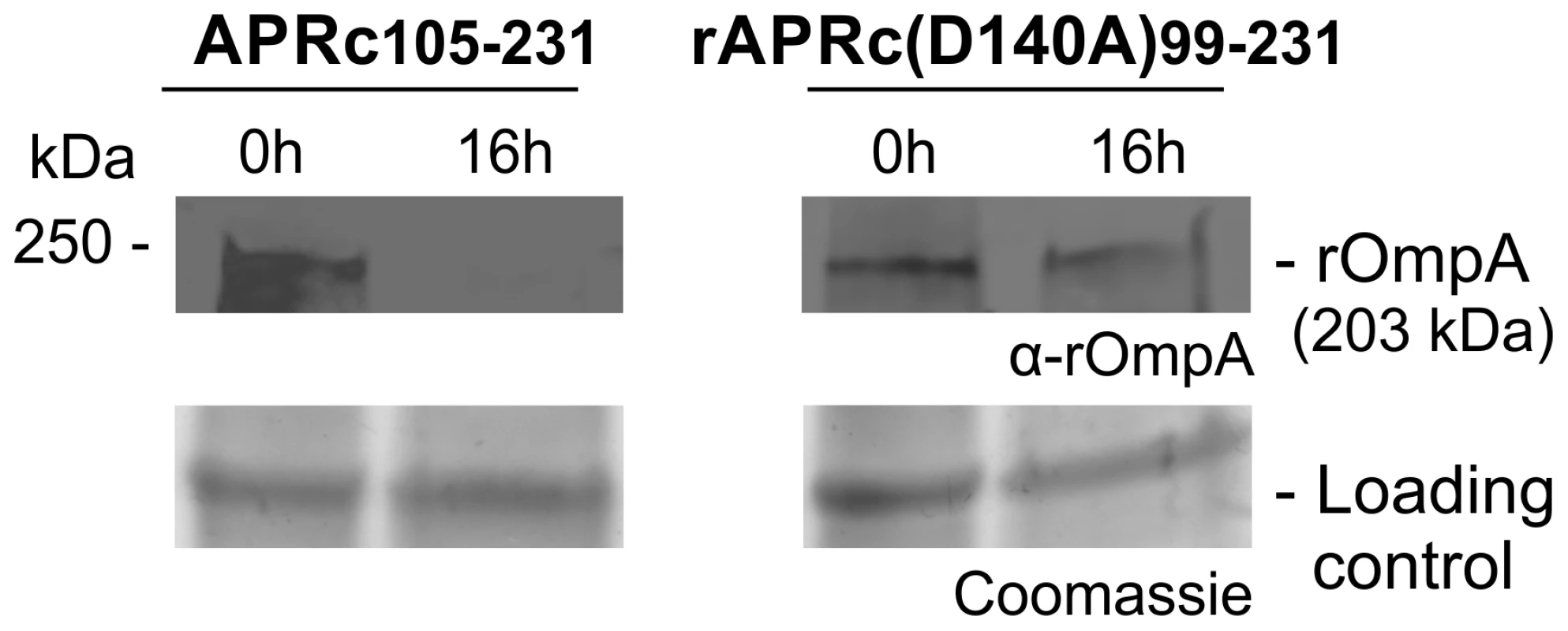 APRc can process rOmpA <i>in vitro</i>.