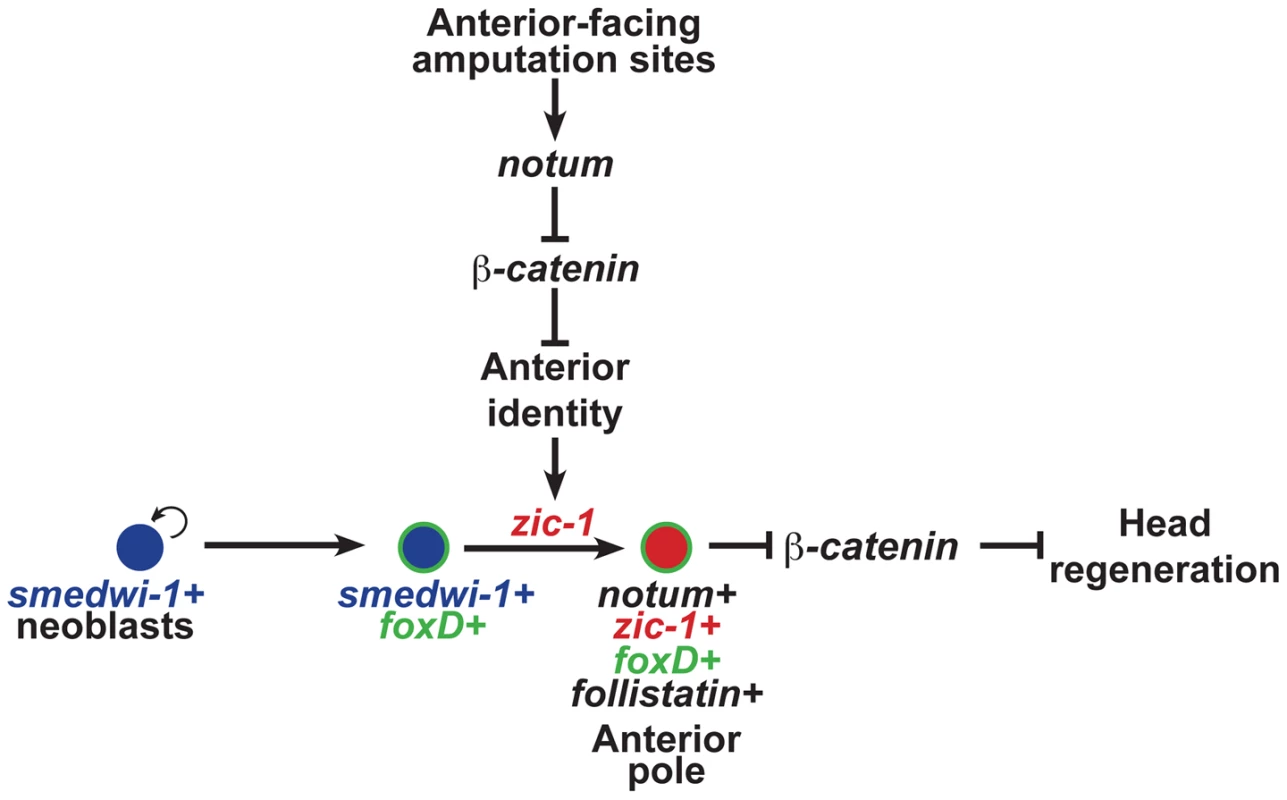 <i>zic-1</i> function couples injury signaling and polarized Wnt signaling cues for activation of stem cells to produce the anterior pole in early head regeneration.