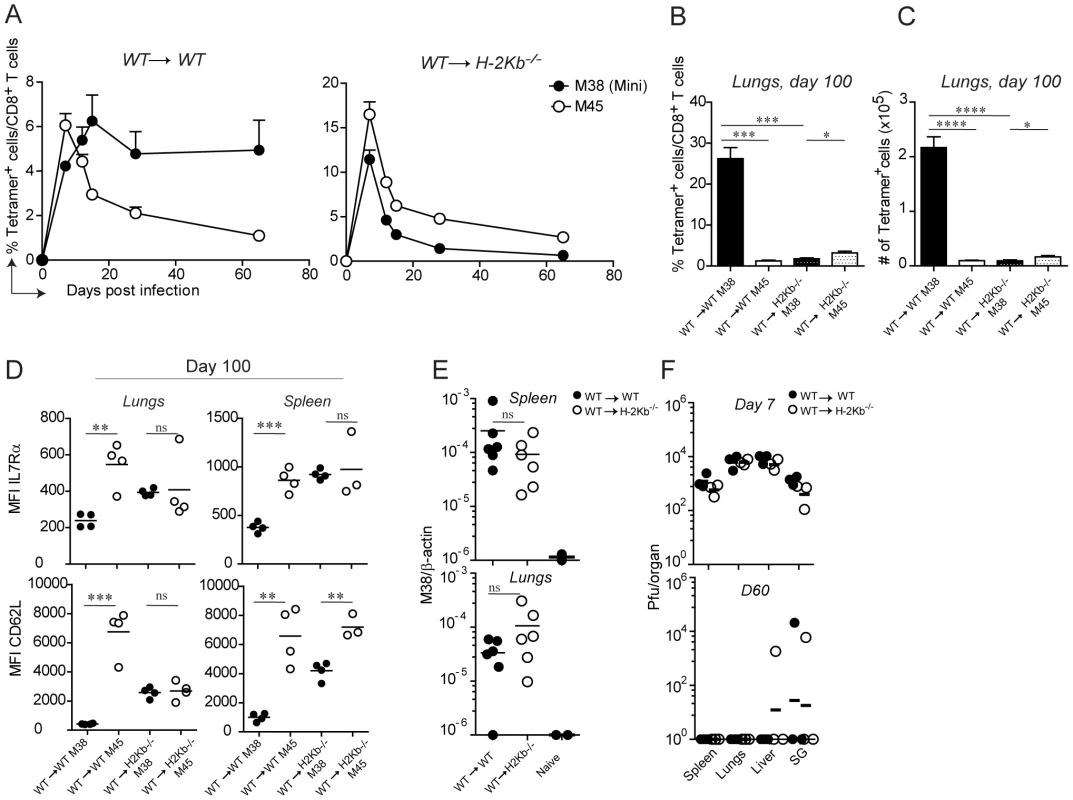 Antigen presentation by non-hematopoietic cells is essential for M38-specific CD8 T cell inflation.