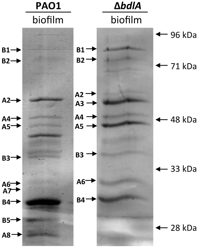 Analysis of proteins present in supernatants of <i>P.</i> aeruginosa PAO1 and <i>ΔbdlA</i> biofilms.