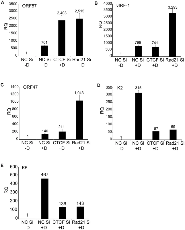 Effects of Rad21 or CTCF knockdown on expression of specific KSHV genes.