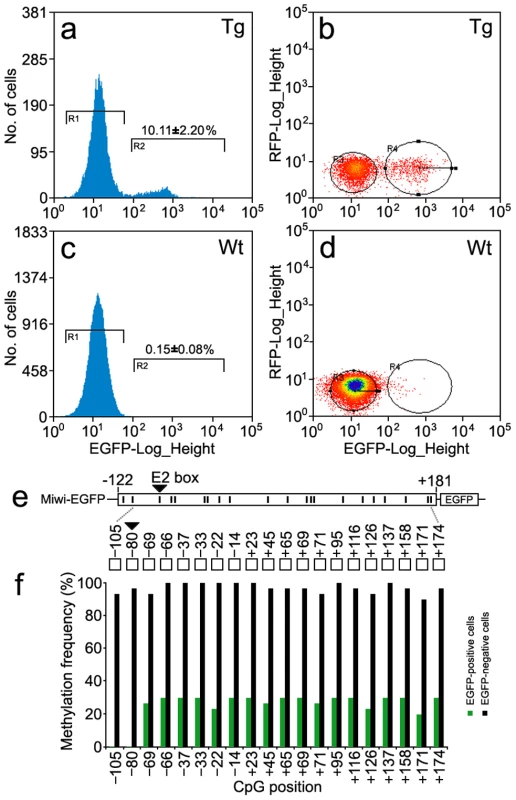 Methylation profile of the <i>Miwi</i> promoter–driven transgene in <i>Miwi</i>-<i>EGFP</i> transgenic mice.