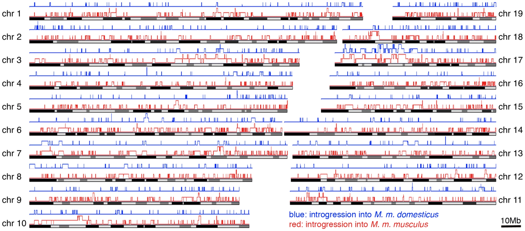Distribution of introgressed regions across the chromosomes.