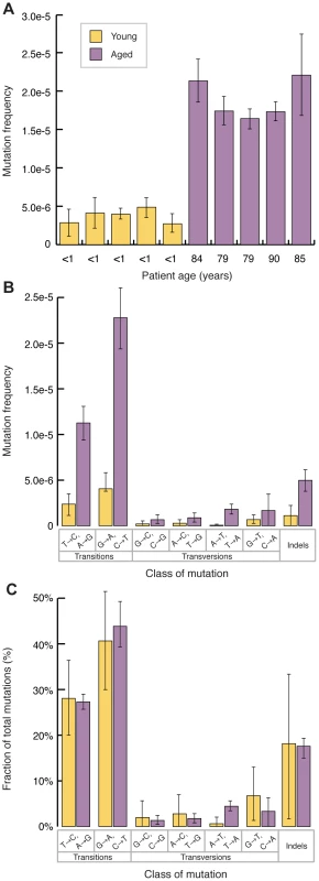 Mitochondrial point mutations increase with age and are biased to transitions.