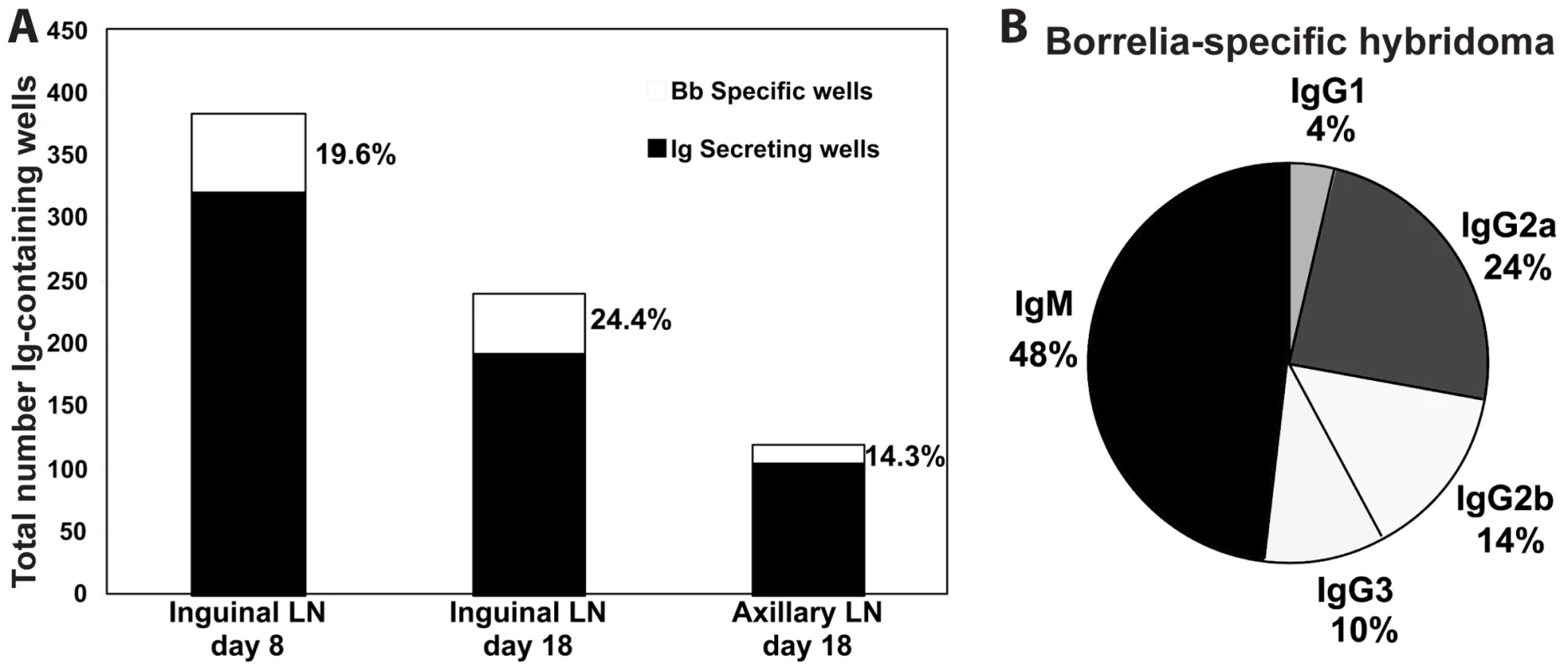Lymph nodes of <i>B. burgdorferi</i>-infected mice contain large numbers borrelia-specific B cells.