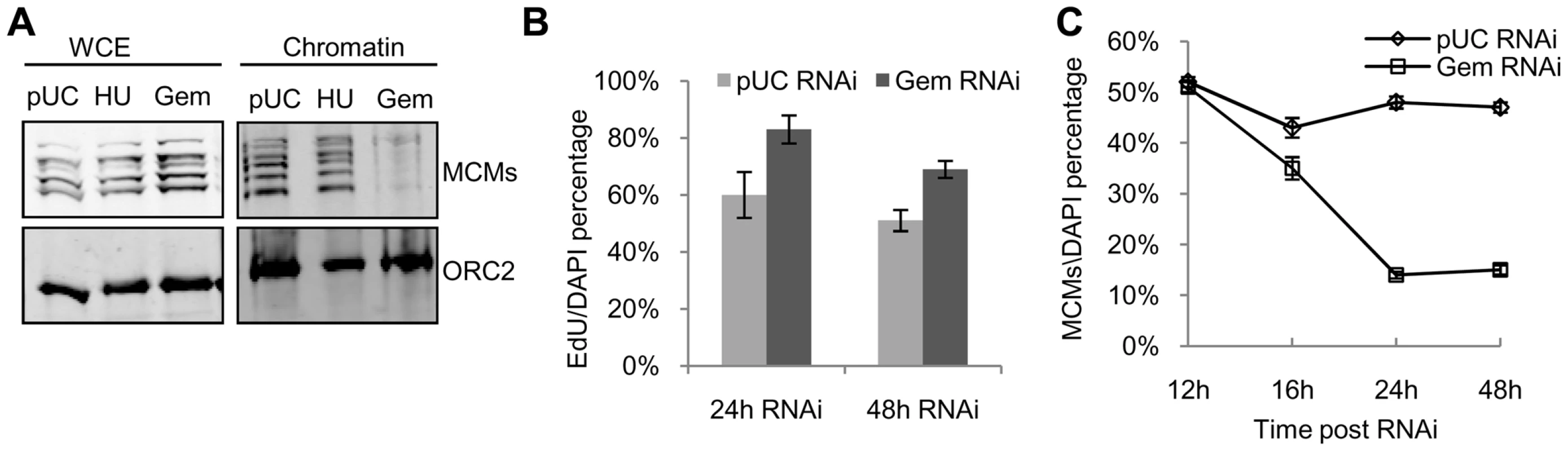 Limited pre-RC re-assembly occurs in the absence of geminin.