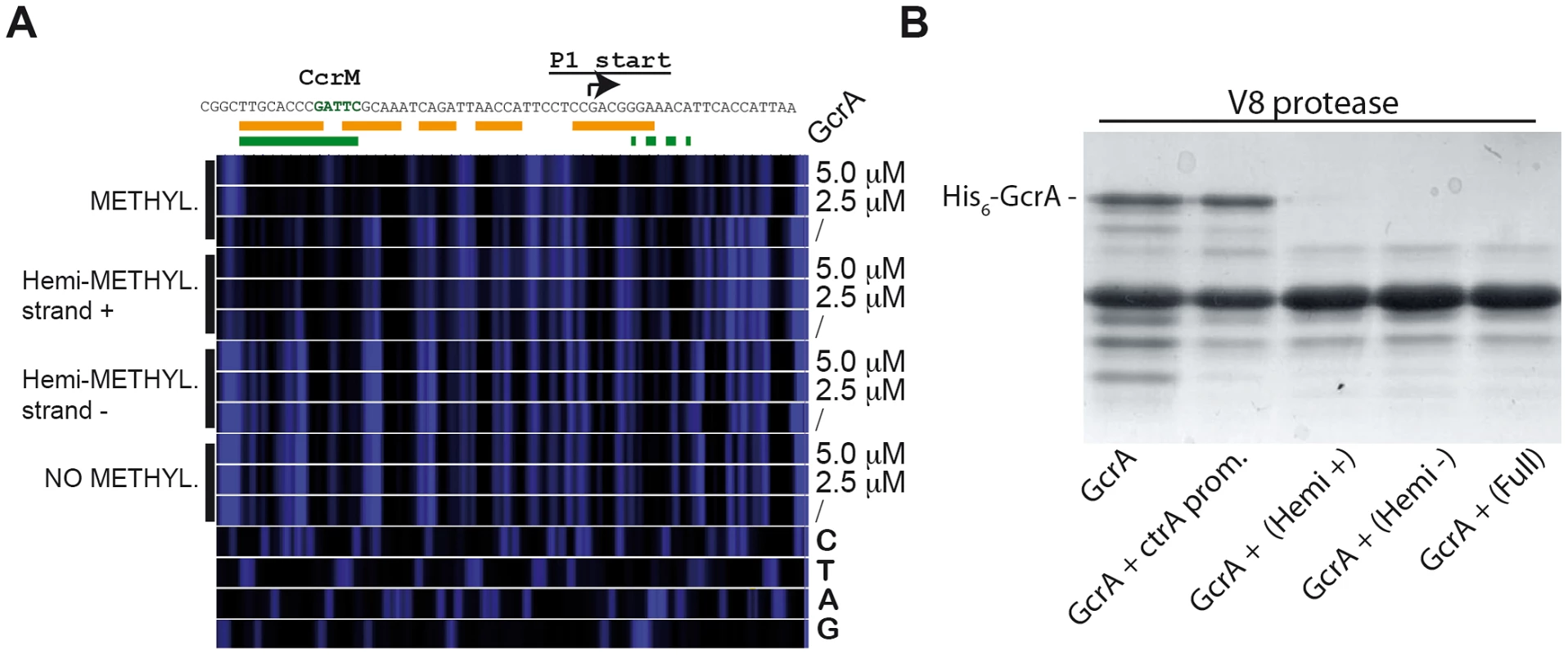 Binding of GcrA to DNA in different GAnTC methylation states and conformation al changes of GcrA induced by DNA.