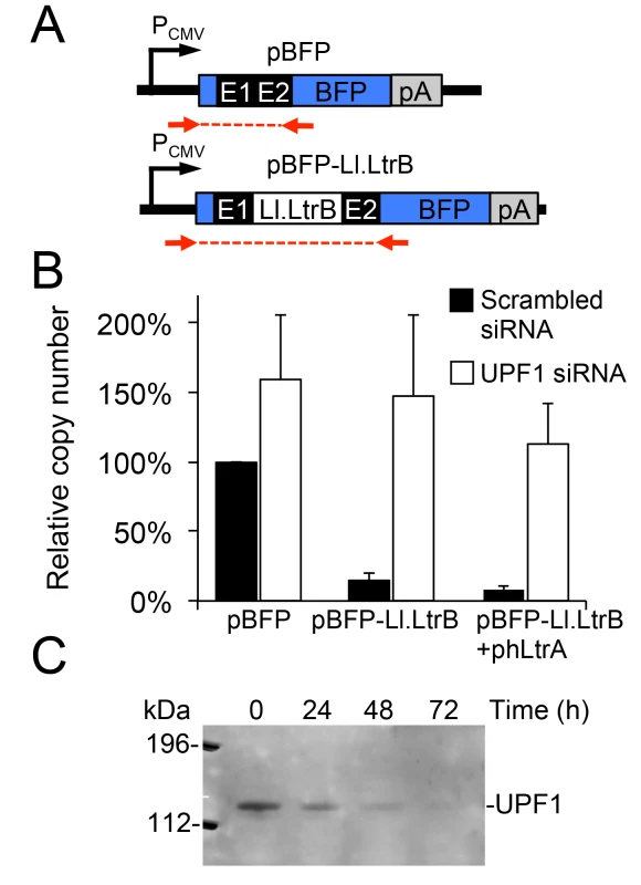 A Pol II transcript containing the Ll.LtrB intron is subject to nonsense-mediated decay in human cells.