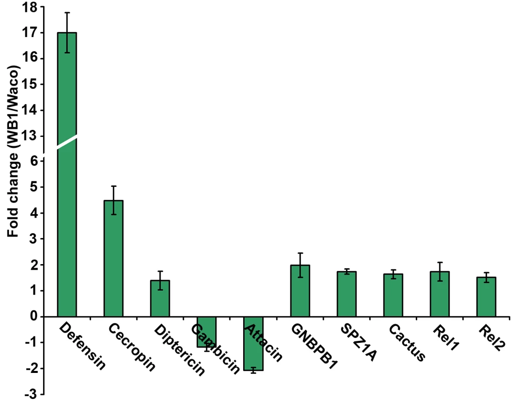 Expression of selected immune genes induced by <i>Wolbachia</i> in Waco and WB1 mosquitoes.