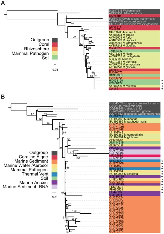 Phylogenetic Tree of <i>Malassezia</i>-like sequences derived from environmental DNA sequences and isolates.