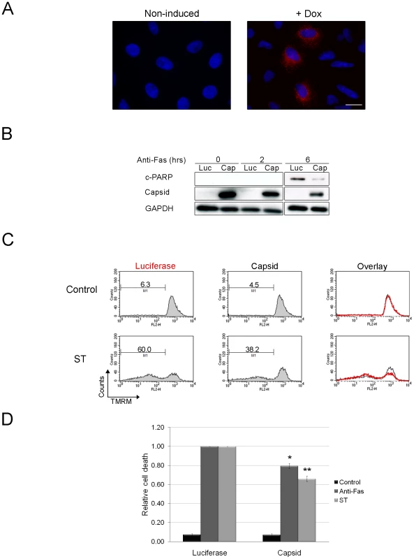 Expression of capsid in stably transduced A549 cells protects against staurosporine- and Fas-induced depolarization of mitochondria and PARP cleavage.
