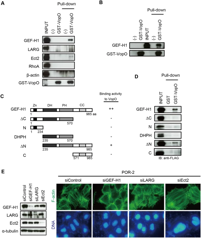 GEF-H1, a VopO binding partner, is necessary for VopO-induced stress fiber formation.
