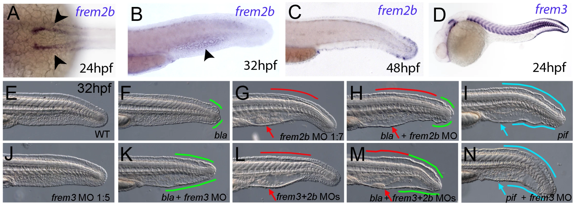 Partially redundant roles of zebrafish Frem2/3 paralogues.