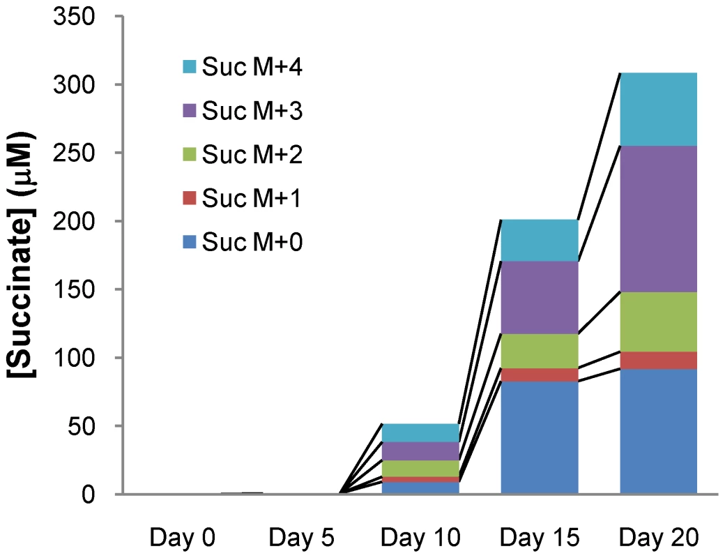 Isotopic succinate accumulation in supernatant of NRP culture in 0.75% U-<sup>13</sup>C Glucose Dubos medium.