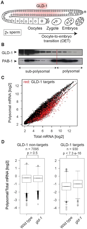 GLD-1 has a widespread role in repressing translation.