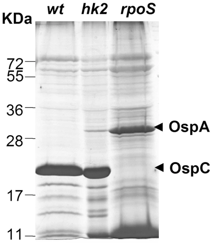 <i>hk2</i> mutant spirochetes cultivated in DMCs are capable of activating the Rrp2-RpoN-RpoS pathway.