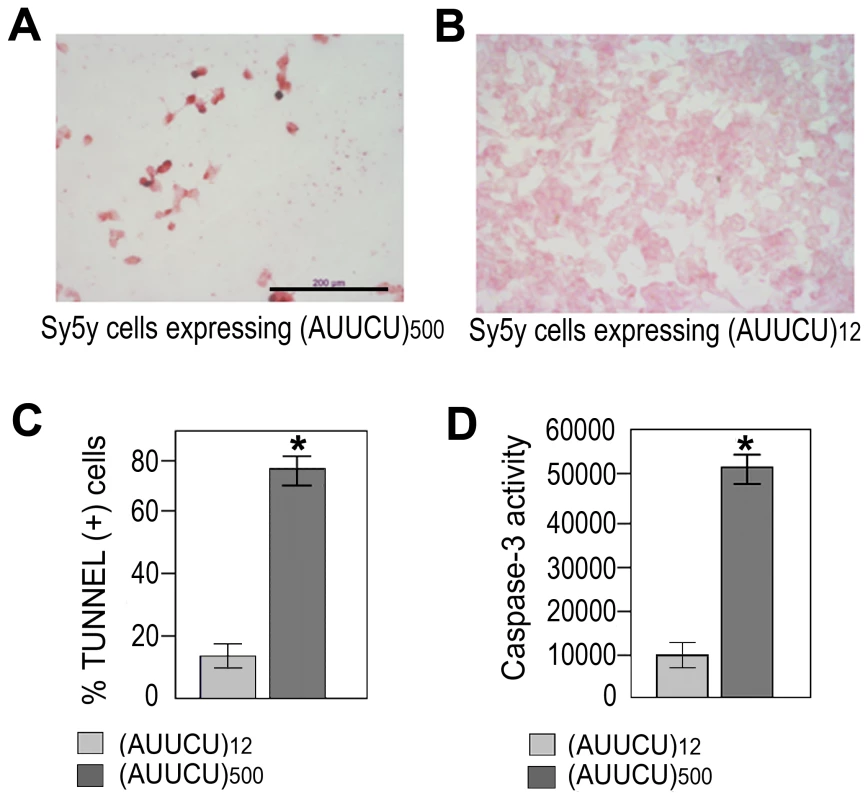 Expanded AUUCU repeat induces apoptosis.