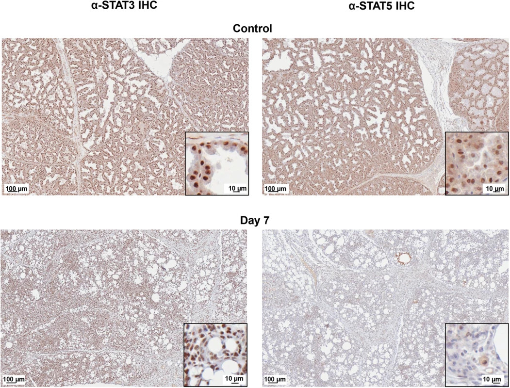 STAT5 protein is decreased and STAT3 protein is nuclear localized in H1N1+ Mammary Glands.