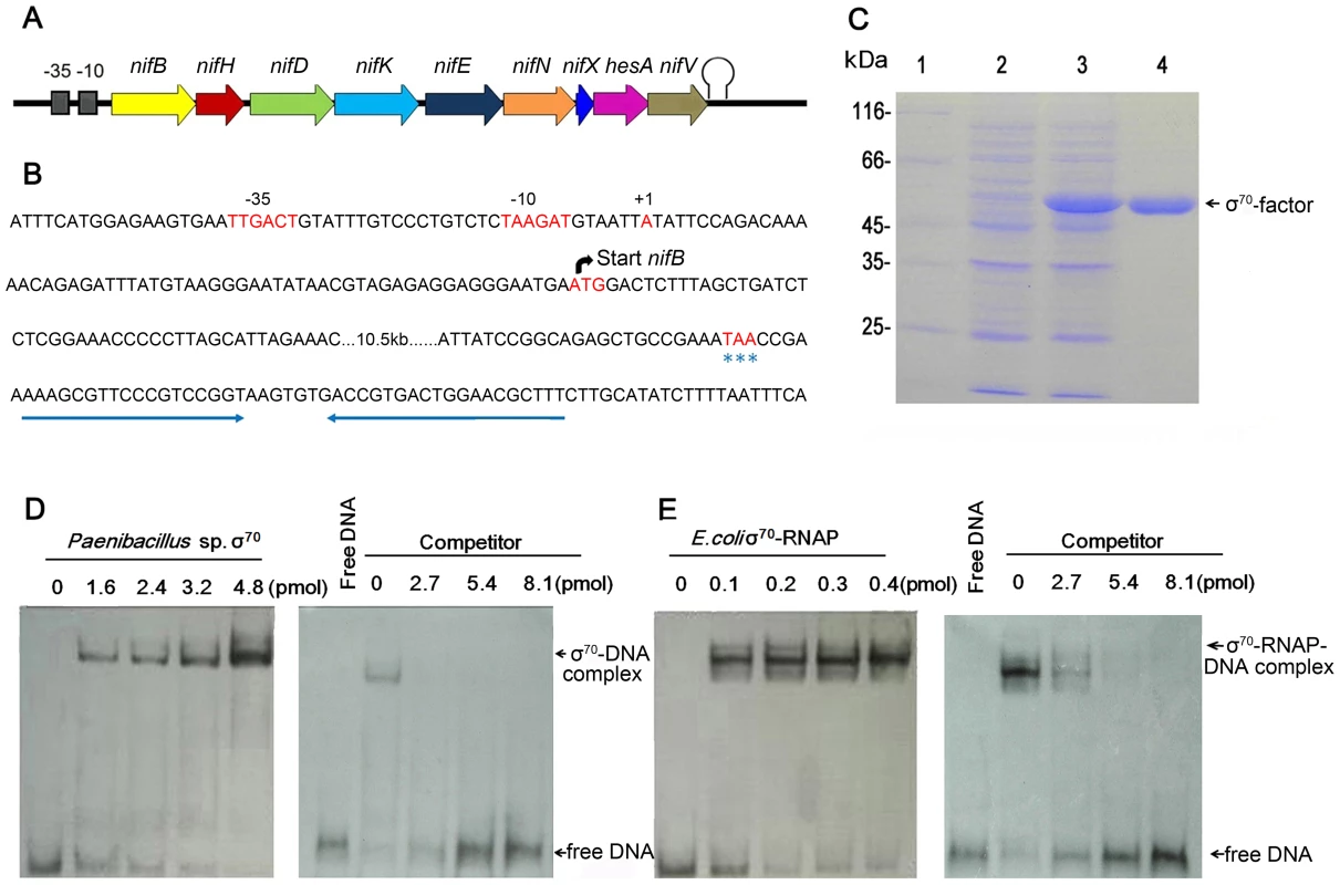 Characterization of the <i>nif</i> promoter of <i>Paenibacillus</i> sp. WLY78.
