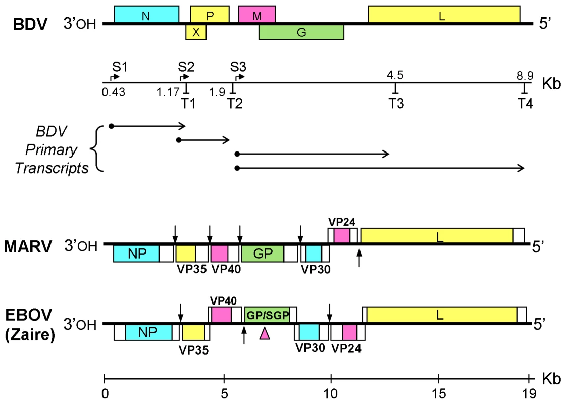 Organization and transcription maps of Borna disease virus (BDV), Marburgvirus (MARV) and Ebolavirus (EBOV) genomes.