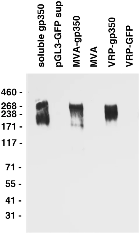 Detection of gp350 in supernatant from cells transfected with a plasmid expressing soluble gp350, lysate from DF-1 cells infected with MVA-gp350, and lysate from Vero cells infected with VRP-gp350.