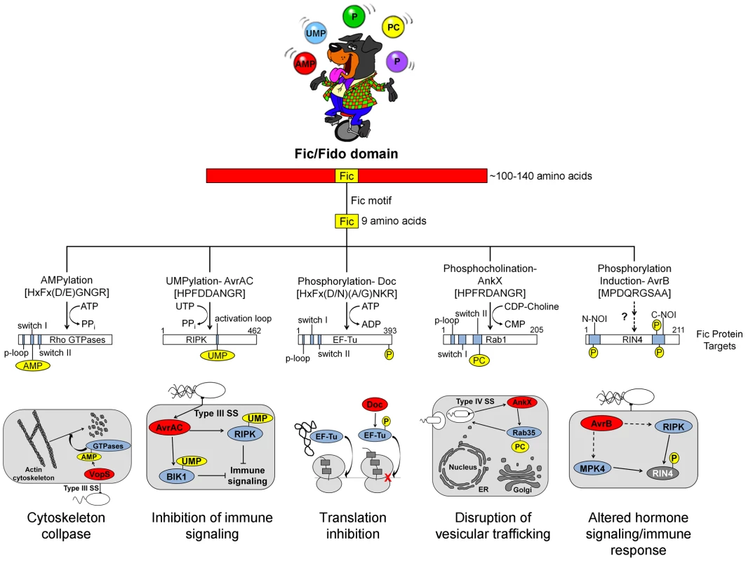 Overview of Fic domain proteins, their targets, and their roles in bacterial virulence.