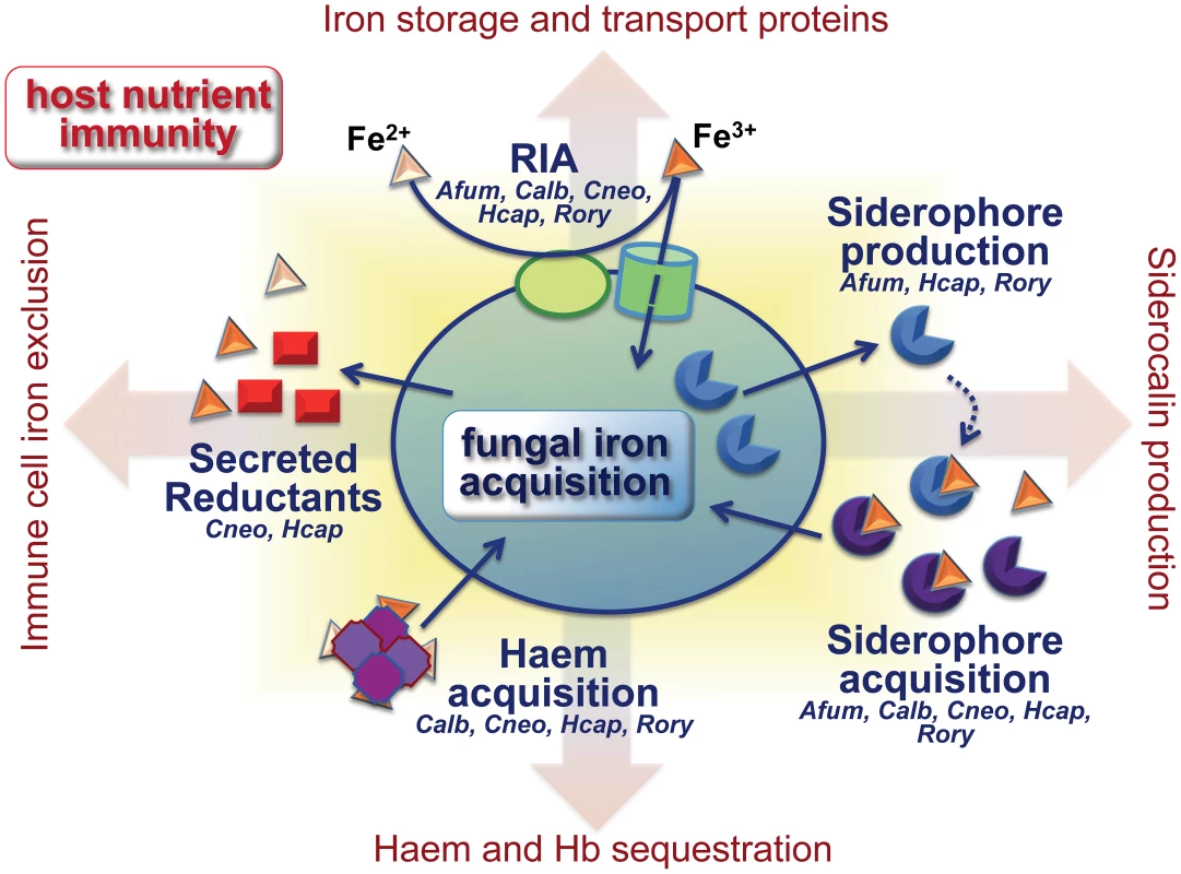 Fungal iron scavenging competes with mammalian nutritional immunity.