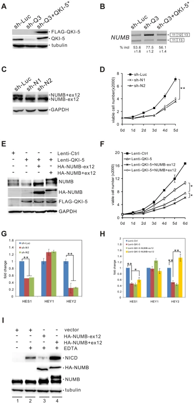 QKI-5 regulates <i>NUMB</i> splicing and the Notch signaling pathway.