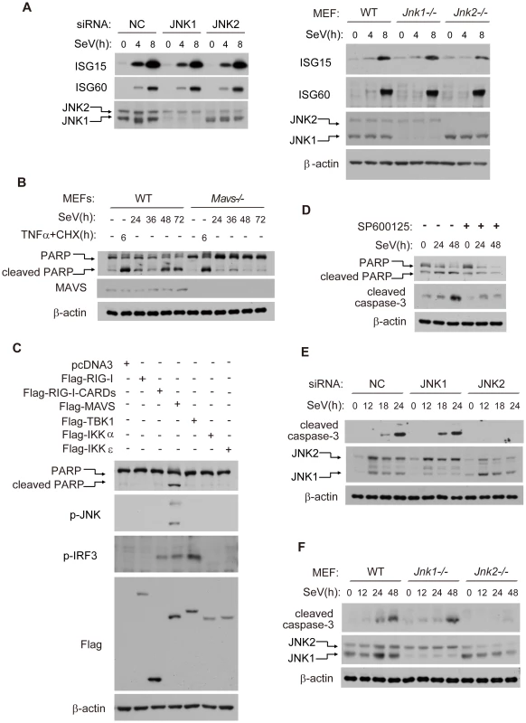 JNK2, but not JNK1, is essential for virus-induced apoptosis.