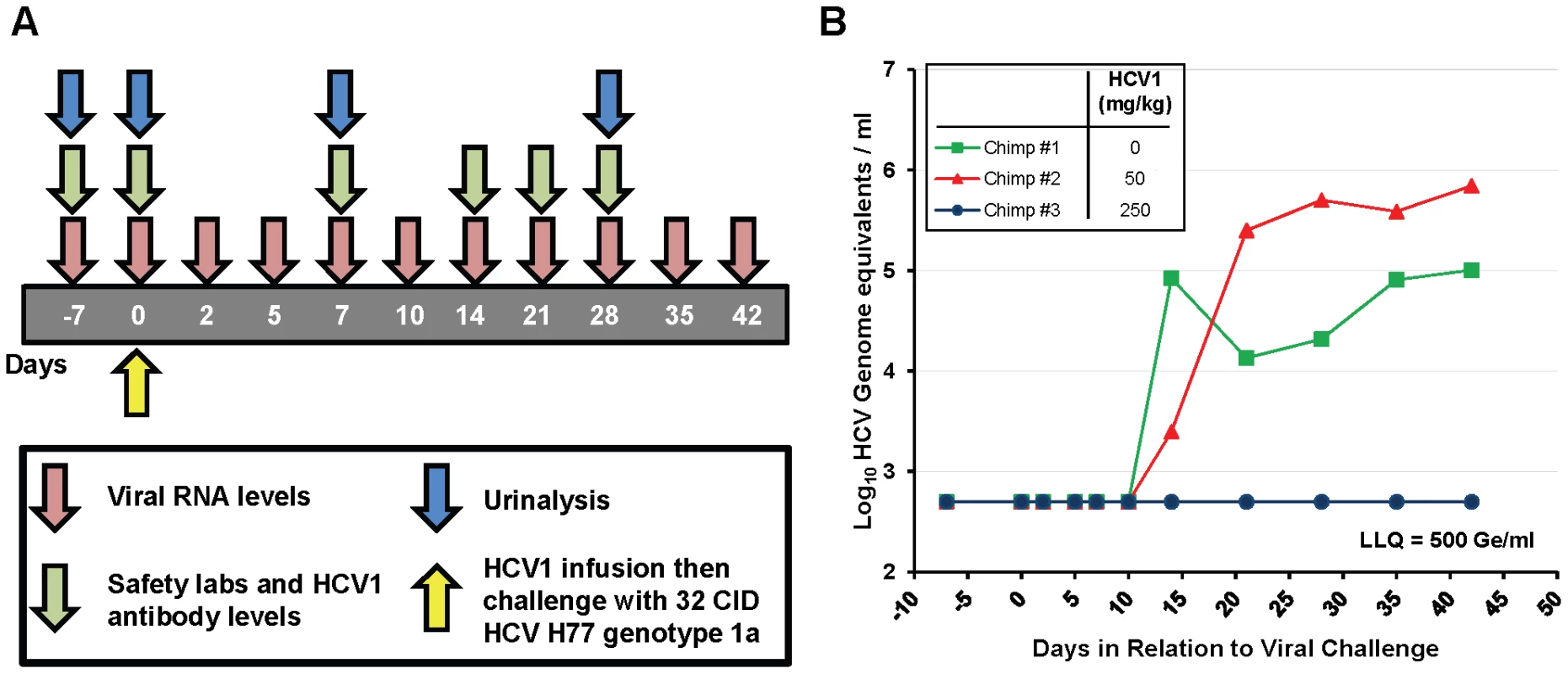 HuMAb HCV1 protects chimpanzees from initial infection with HCV.