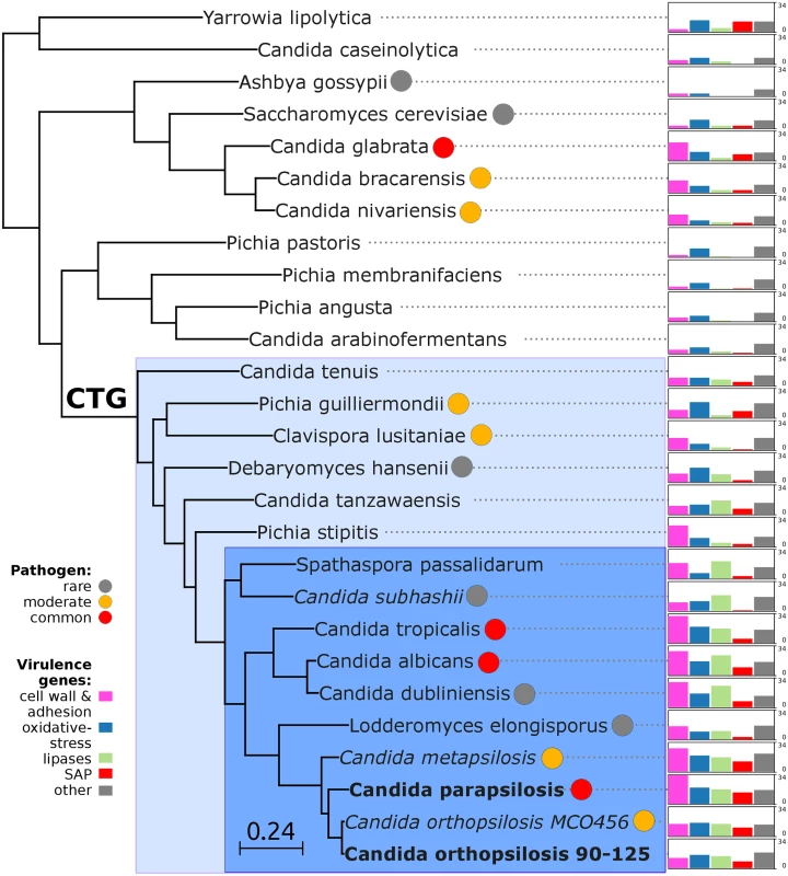 Phylogeny and genome composition in <i>Candida</i> and related species.