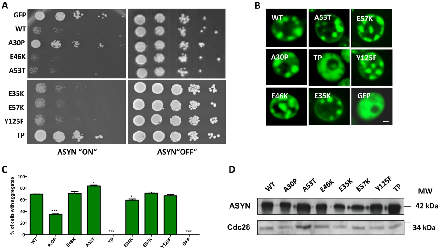High-copy expression of α-synuclein-GFP variants in yeast.
