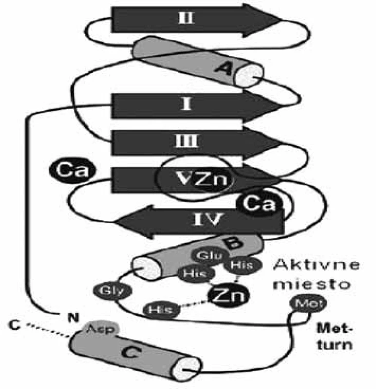 Topológia enzýmu ľudskej neutrofilnej kolagenázy (1jan) zo skupiny metzincin (ß-štruktúra I-V, α-závitnica, dôležité aminokyseliny sú zobrazené v aktívnom mieste) &lt;sup&gt;51)&lt;/sup&gt;