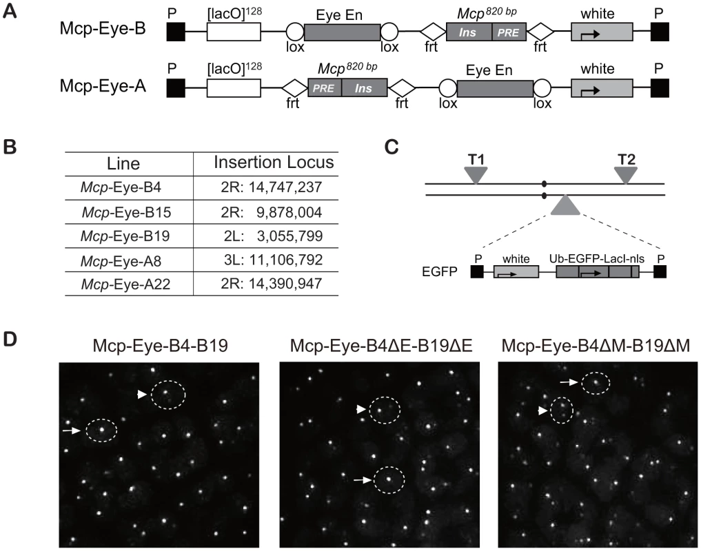 Transgene constructs to determine the effect of the Eye enhancer on co-localization.