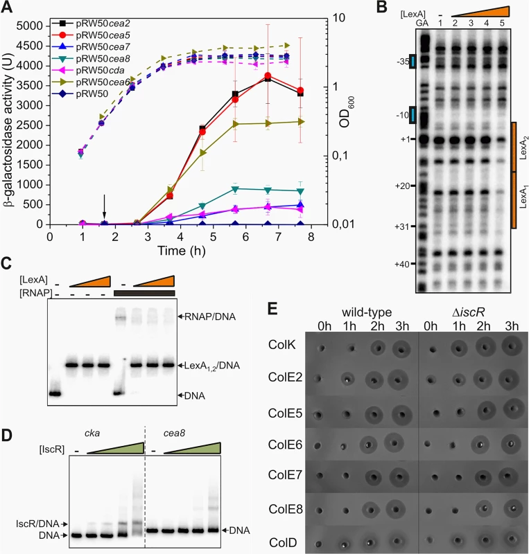 IscR does not modulate the temporal induction of nuclease colicins.