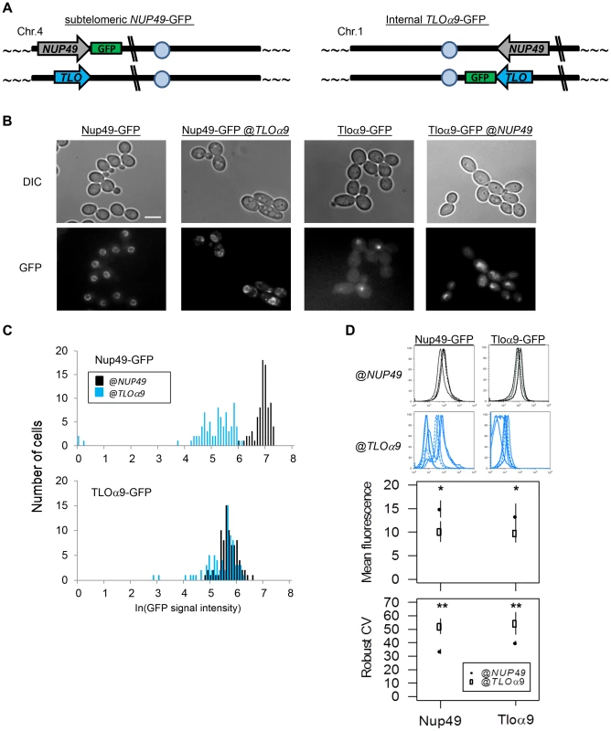 Gene noise and expression plasticity is elevated at the subtelomere in <i>C. albicans</i>.
